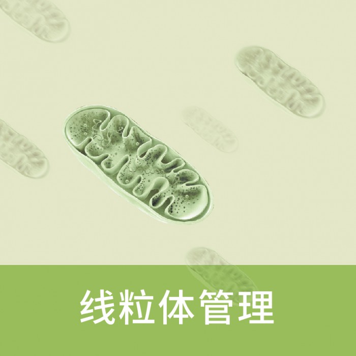 线粒体管理